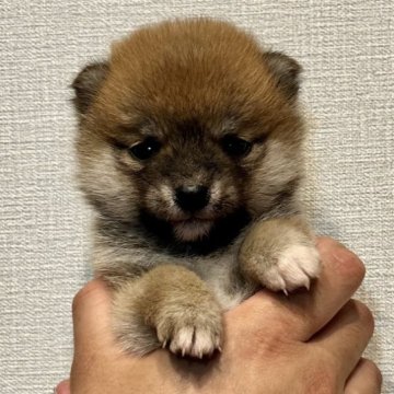 柴犬(豆柴)【千葉県・女の子・2023年2月13日・赤】の写真「小柄で可愛い女の子」