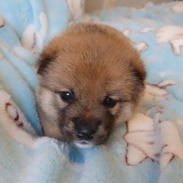 柴犬(豆柴)【千葉県・男の子・2023年6月27日・赤】の写真「凛々し目つきの男の子」