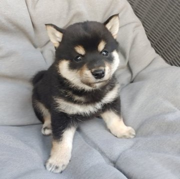 柴犬(豆柴)【千葉県・男の子・2024年5月6日・黒】の写真「くっきり模様のイケ豆柴」