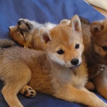 柴犬(豆柴)【千葉県・男の子・2023年2月13日・赤】の写真「元気な男の子」