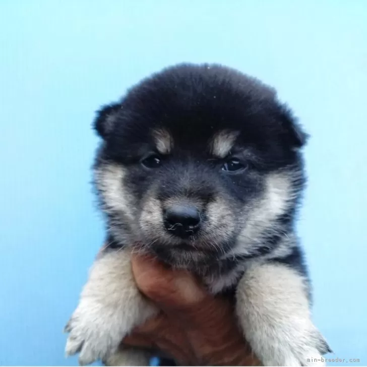 ID:2506-00230の子犬