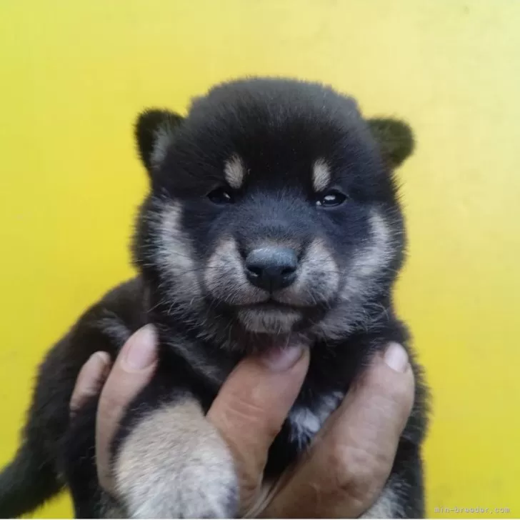 ID：2509-00526の子犬