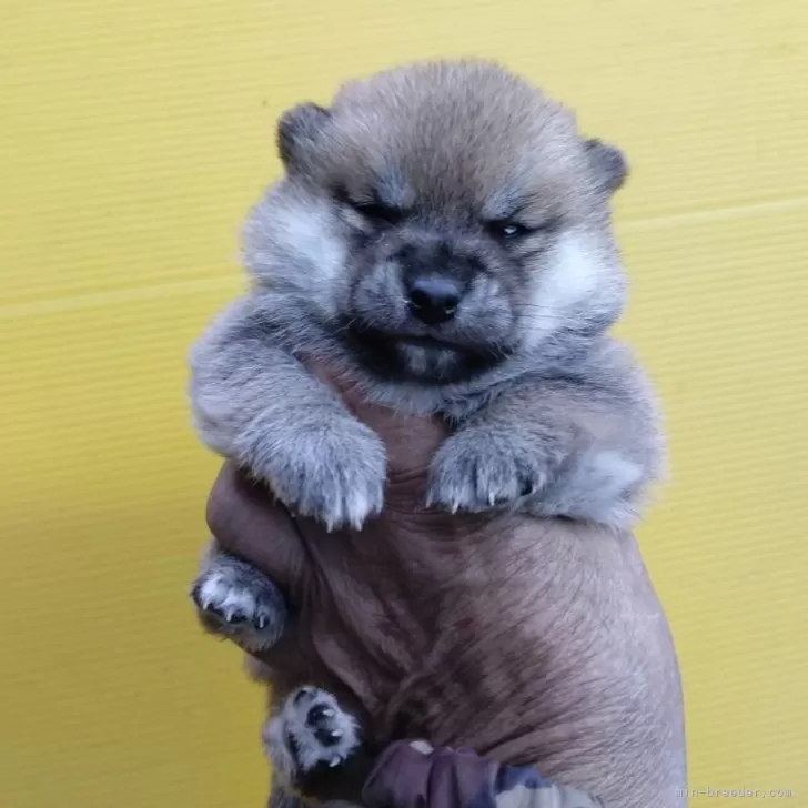 ID:2502-05233の子犬