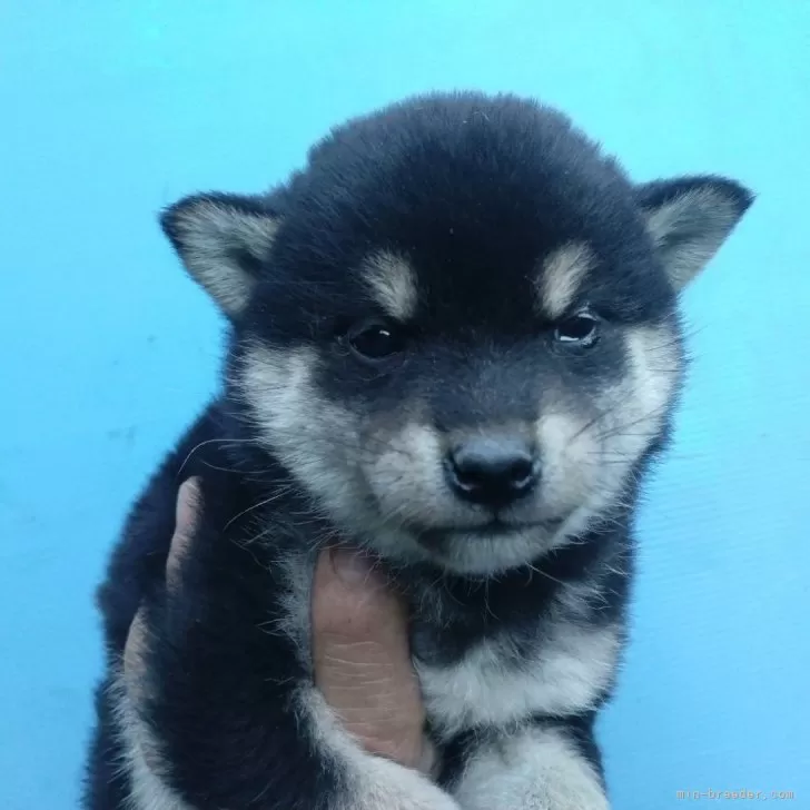 ID:2501-06546の子犬