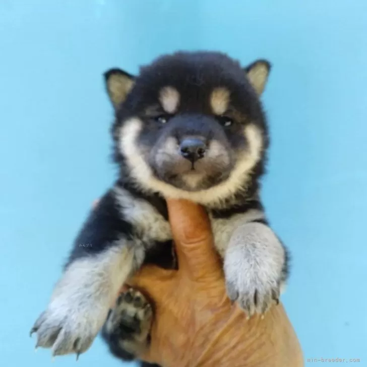 ID：2501-07632の子犬