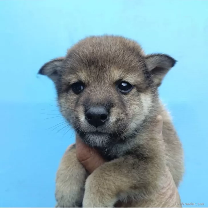 柴犬(標準サイズ)【三重県・男の子・2025年9月16日・胡麻】の写真1