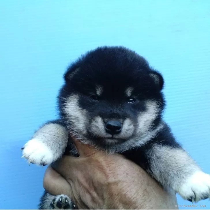 ID:2507-05087の子犬