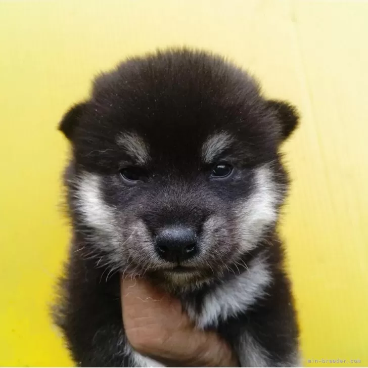 ID:2505-05255の子犬