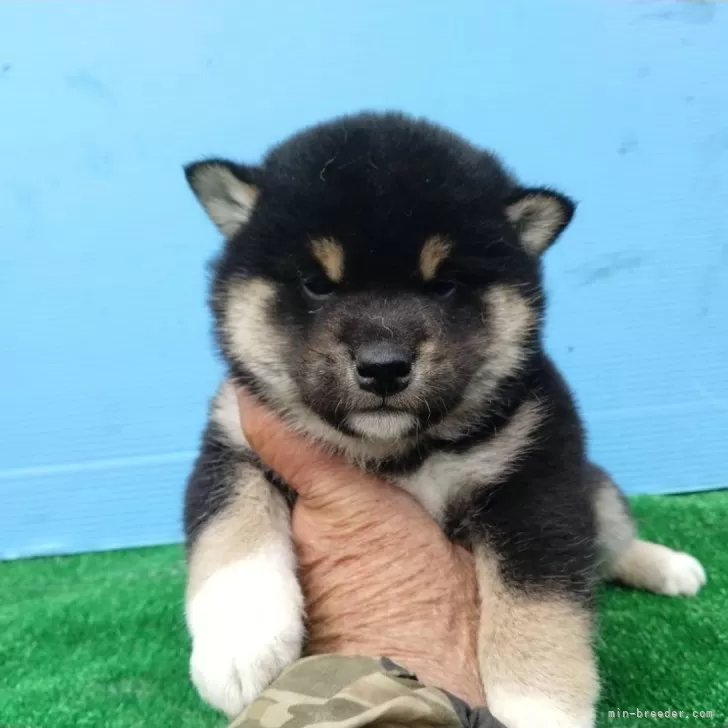 ID：2503-03875の子犬