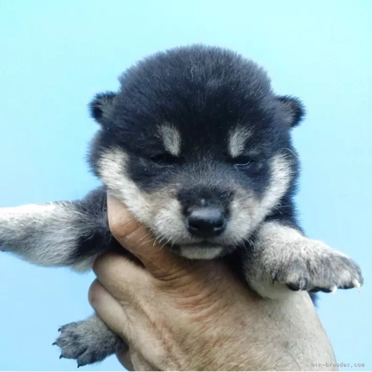 ID：2506-04546の子犬