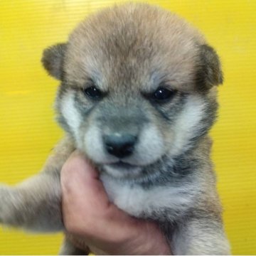 豆柴【三重県・女の子・2025年10月31日・赤】の写真「可愛い豆柴」