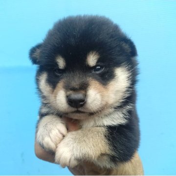 柴犬(標準サイズ)【三重県・男の子・2025年8月20日・黒】の写真「黒柴の男の子」
