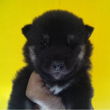 豆柴【三重県・男の子・2025年10月23日・黒】の写真「可愛い黒豆柴！」