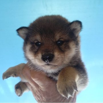 柴犬(標準サイズ)【三重県・女の子・2025年10月15日・胡麻】の写真「レアな胡麻」