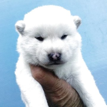 柴犬(標準サイズ)【三重県・男の子・2025年5月7日・白】の写真「人気の白柴」
