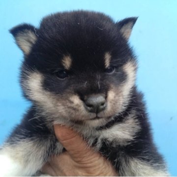 柴犬(標準サイズ)【三重県・男の子・2025年9月10日・黒】の写真「黒柴の男の子」