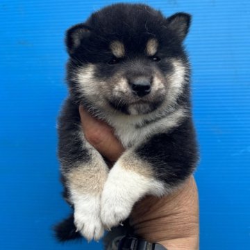 柴犬(標準サイズ)【三重県・男の子・2025年5月23日・黒】の写真「黒柴の男の子」