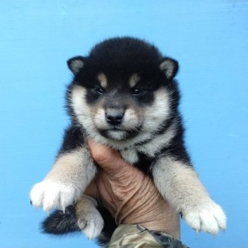 柴犬(標準サイズ)【三重県・女の子・2025年1月28日・黒】の写真「可愛い足袋！」