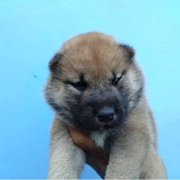 柴犬(標準サイズ)【三重県・女の子・2025年7月30日・赤】の写真「今週だけこの値段‼︎」
