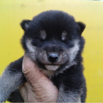 豆柴【三重県・女の子・2025年9月30日・黒】の写真「豆柴の女の子」