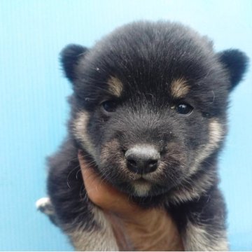 柴犬(標準サイズ)【三重県・女の子・2025年3月15日・黒】の写真「黒柴の女の子」