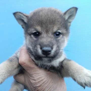 柴犬(標準サイズ)【三重県・男の子・2025年1月31日・胡麻】の写真「胡麻は超レアです！締切日まで数日！」