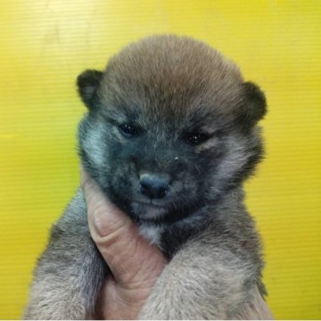 豆柴【三重県・女の子・2025年10月31日・赤】の写真「豆柴の女の子！」