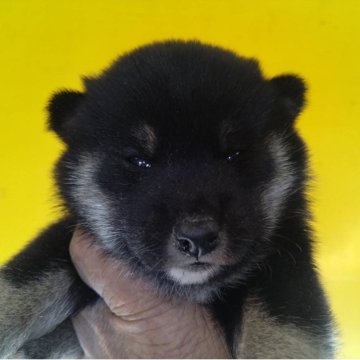 豆柴【三重県・男の子・2025年10月29日・黒】の写真「黒豆柴の男の子」