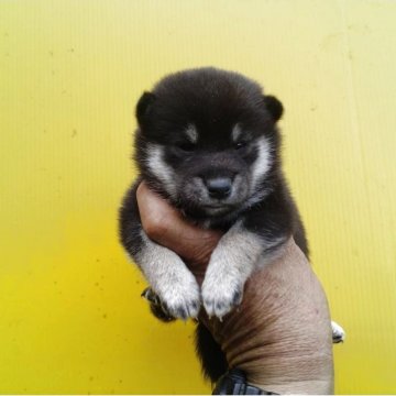 柴犬(豆柴)【三重県・女の子・2025年4月10日・黒】の写真「お安く設定してます。可愛い豆柴の女の子！」