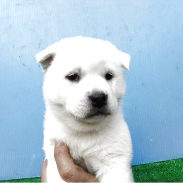 紀州犬【三重県・女の子・2025年2月8日・白】の写真「紀州犬の女の子」