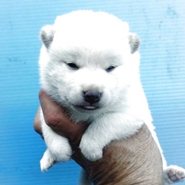 柴犬(標準サイズ)【三重県・女の子・2025年5月7日・白】の写真「人気の白柴女の子」