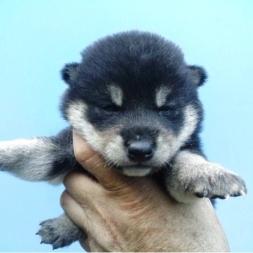 柴犬(標準サイズ)【三重県・男の子・2025年5月16日・黒】の写真「黒柴の男の子」