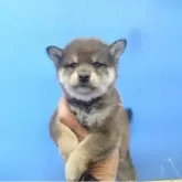 柴犬(標準サイズ)