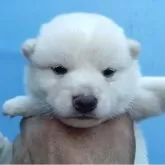 柴犬(標準サイズ)