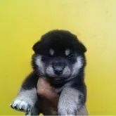 豆柴
