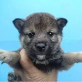 柴犬(標準サイズ)