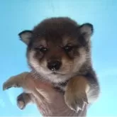 柴犬(標準サイズ)