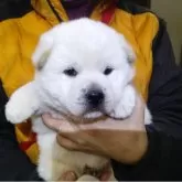 紀州犬【三重県・男の子・2025年10月15日・白】の写真1