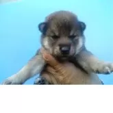 柴犬(標準サイズ)