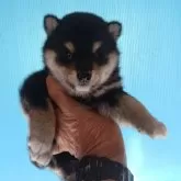 柴犬(標準サイズ)