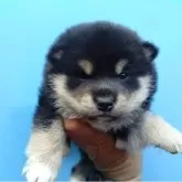 柴犬(標準サイズ)