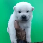 紀州犬