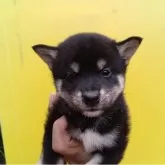 豆柴