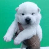 紀州犬