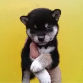 豆柴