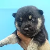 柴犬(標準サイズ)