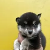 豆柴
