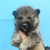 柴犬(標準サイズ)