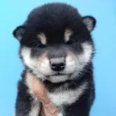 柴犬(標準サイズ)【三重県・女の子・2025年1月28日・黒】の写真1