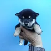 柴犬(標準サイズ)
